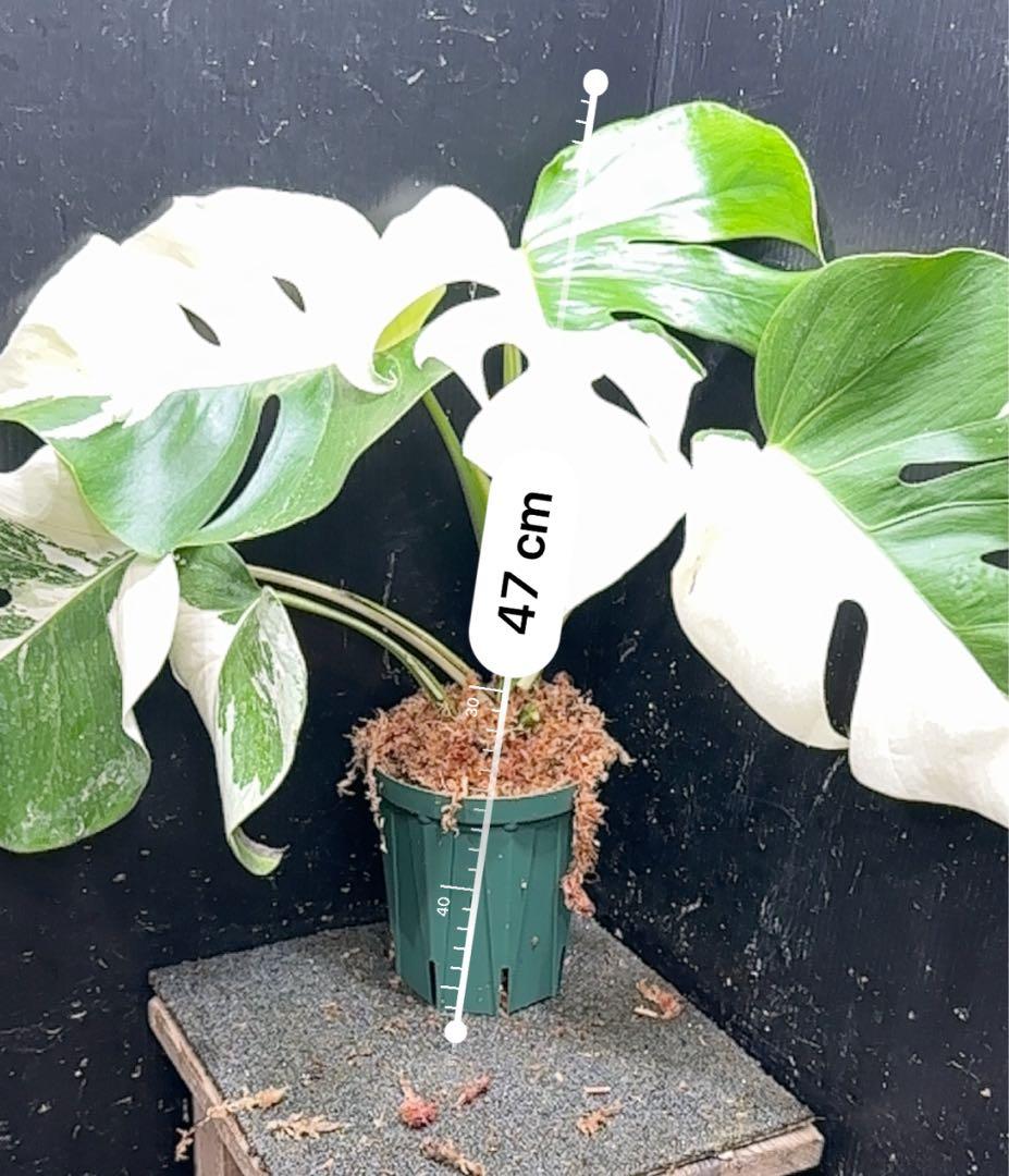 c*n様 モンステラ斑入りハーフムーンホワイトタイガー極美斑入り　　 47cm