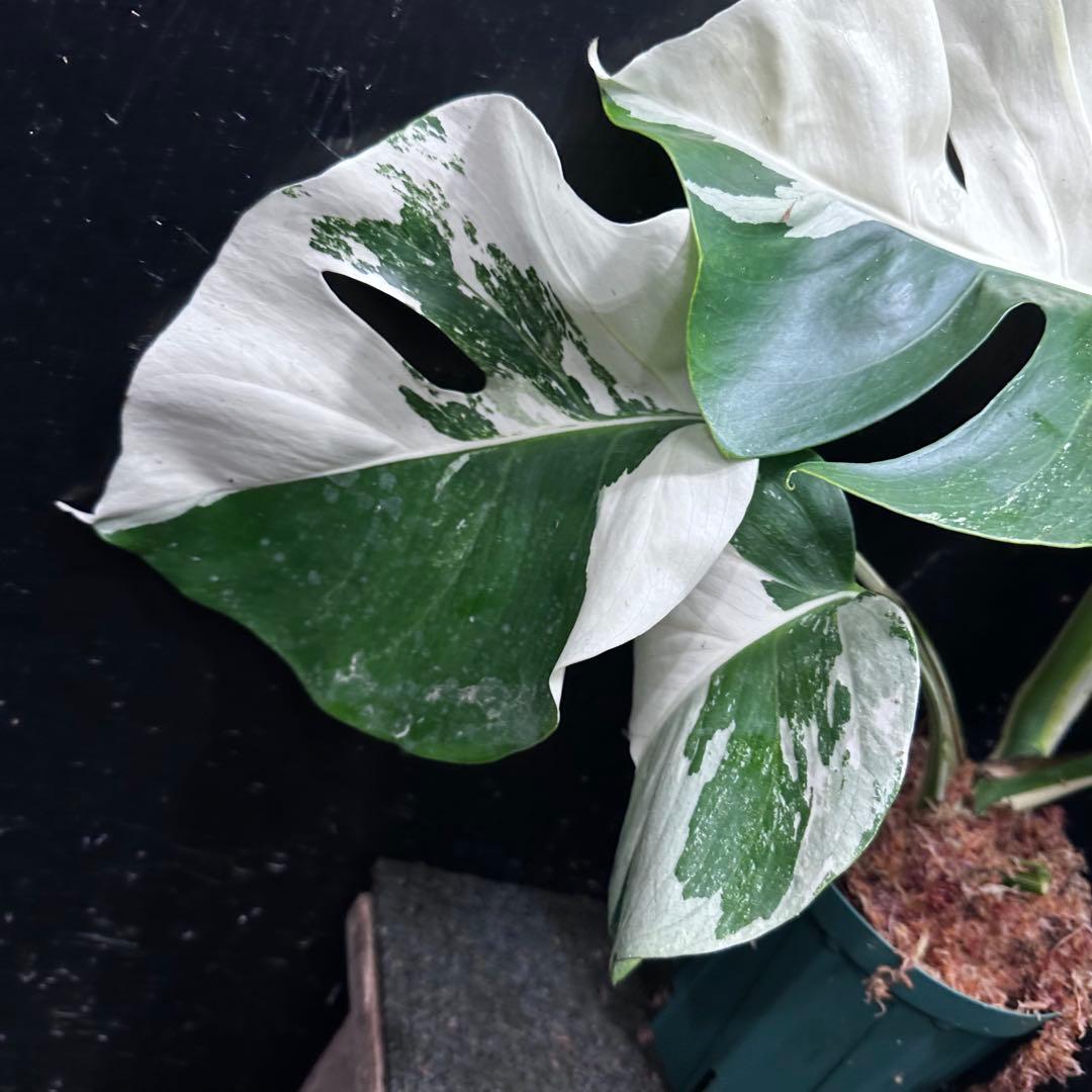 c*n様 モンステラ斑入りハーフムーンホワイトタイガー極美斑入り　　 47cm