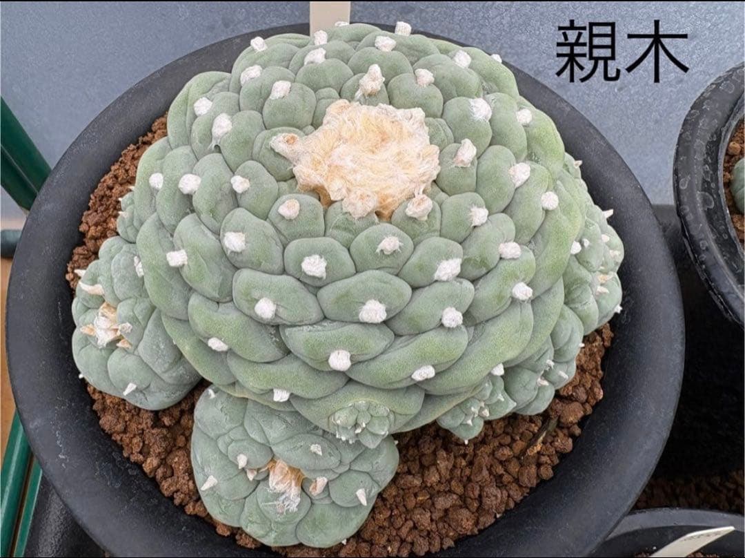 ★☆銀冠玉いろいろ③ 実生☆★