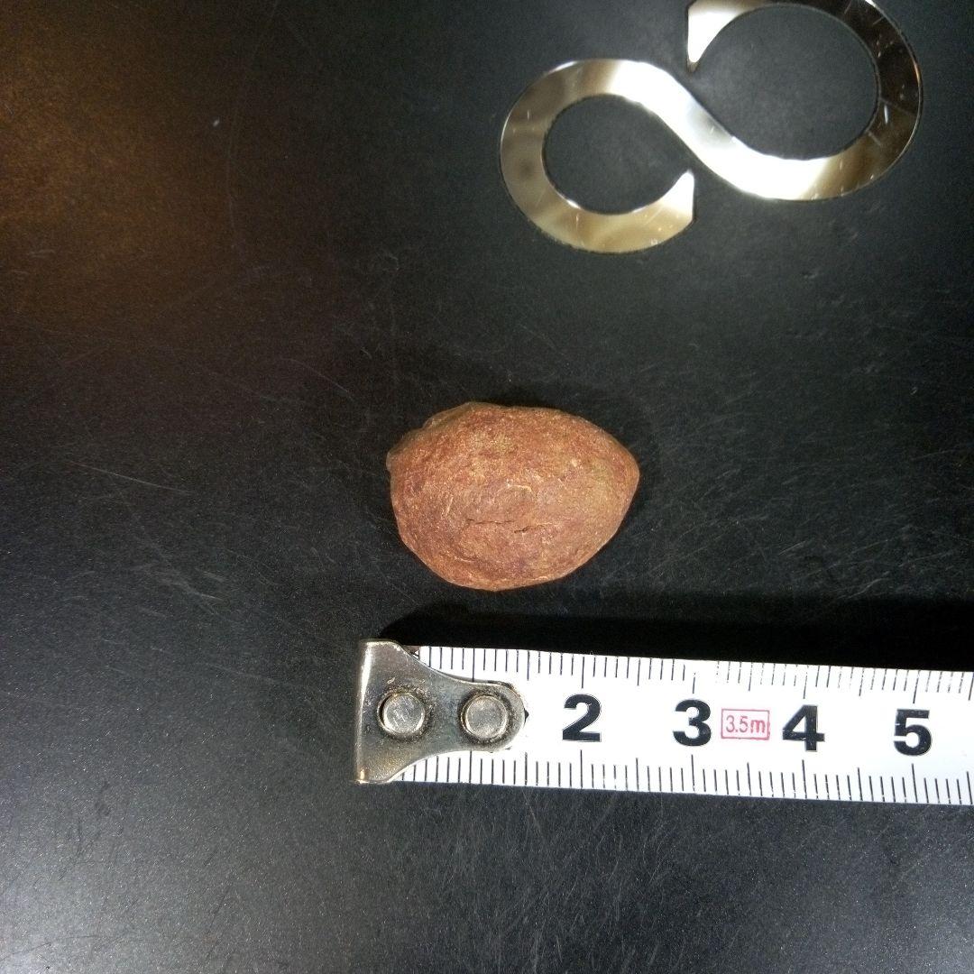 三葉虫　化石　fossil　海　ボリビア産　trilobite　海生動物分類⑩