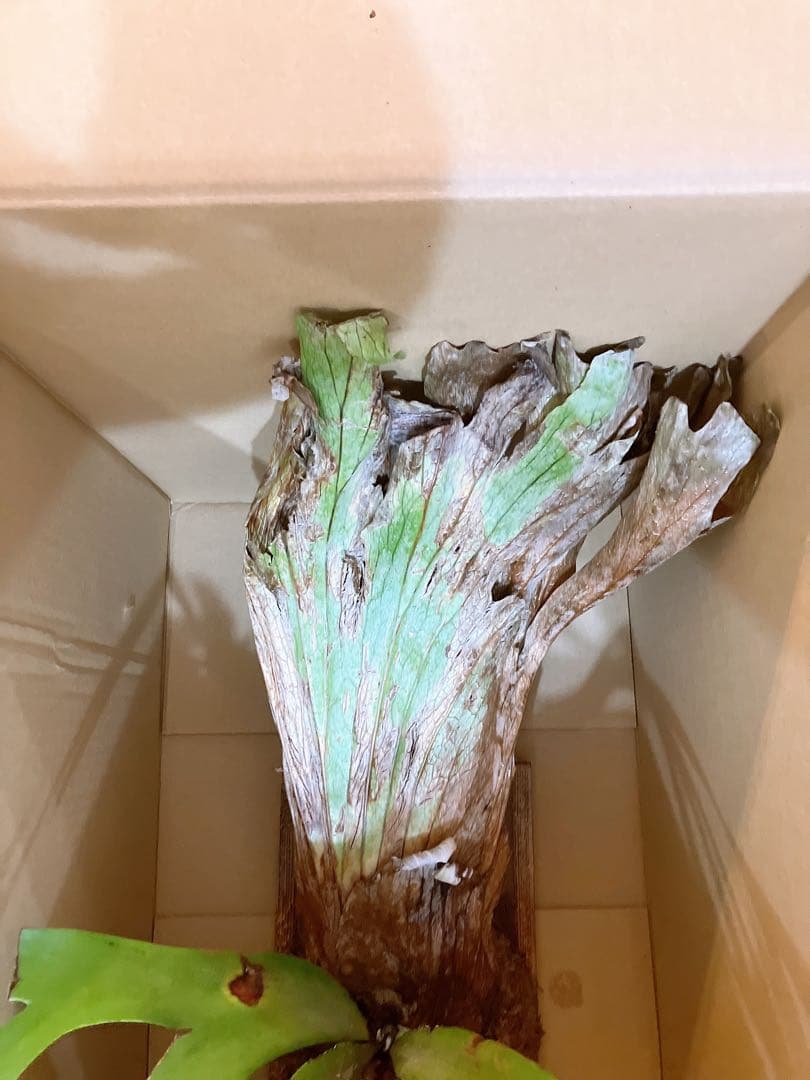 ゲリラ値下げ　ロール大株ビカクシダ　ウィリンキーwild'east java\"