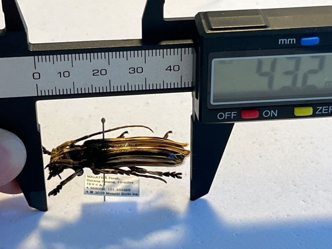 【43mm】キノハダカミキリ 標本 タテスジケブカカミキリ 天牛 甲虫