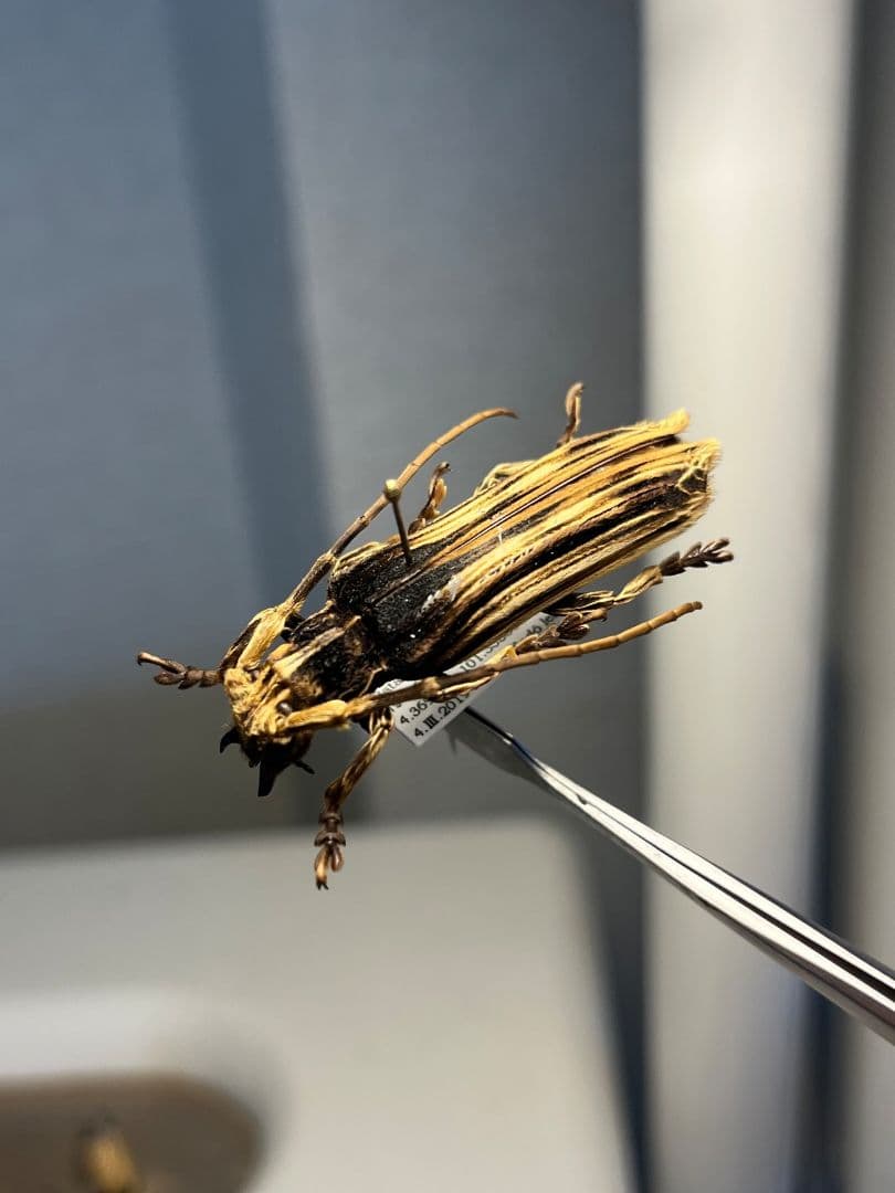 【43mm】キノハダカミキリ 標本 タテスジケブカカミキリ 天牛 甲虫