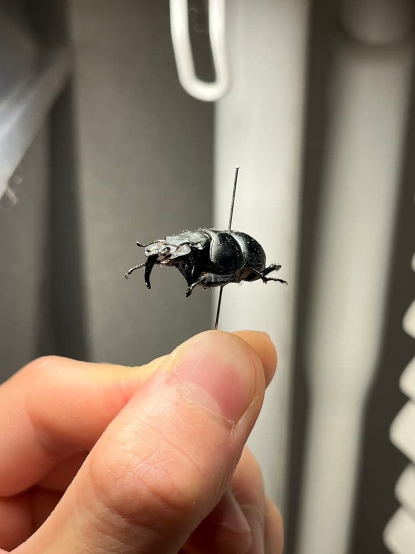 【22mm♂】オオキバセンチコガネ 昆虫標本糞虫甲虫ensifer