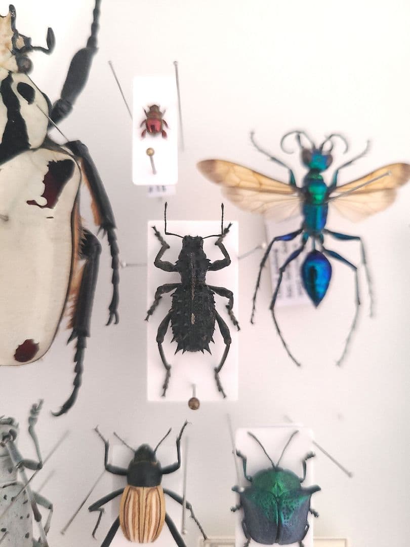 まるでゴジラのようなゾウムシ