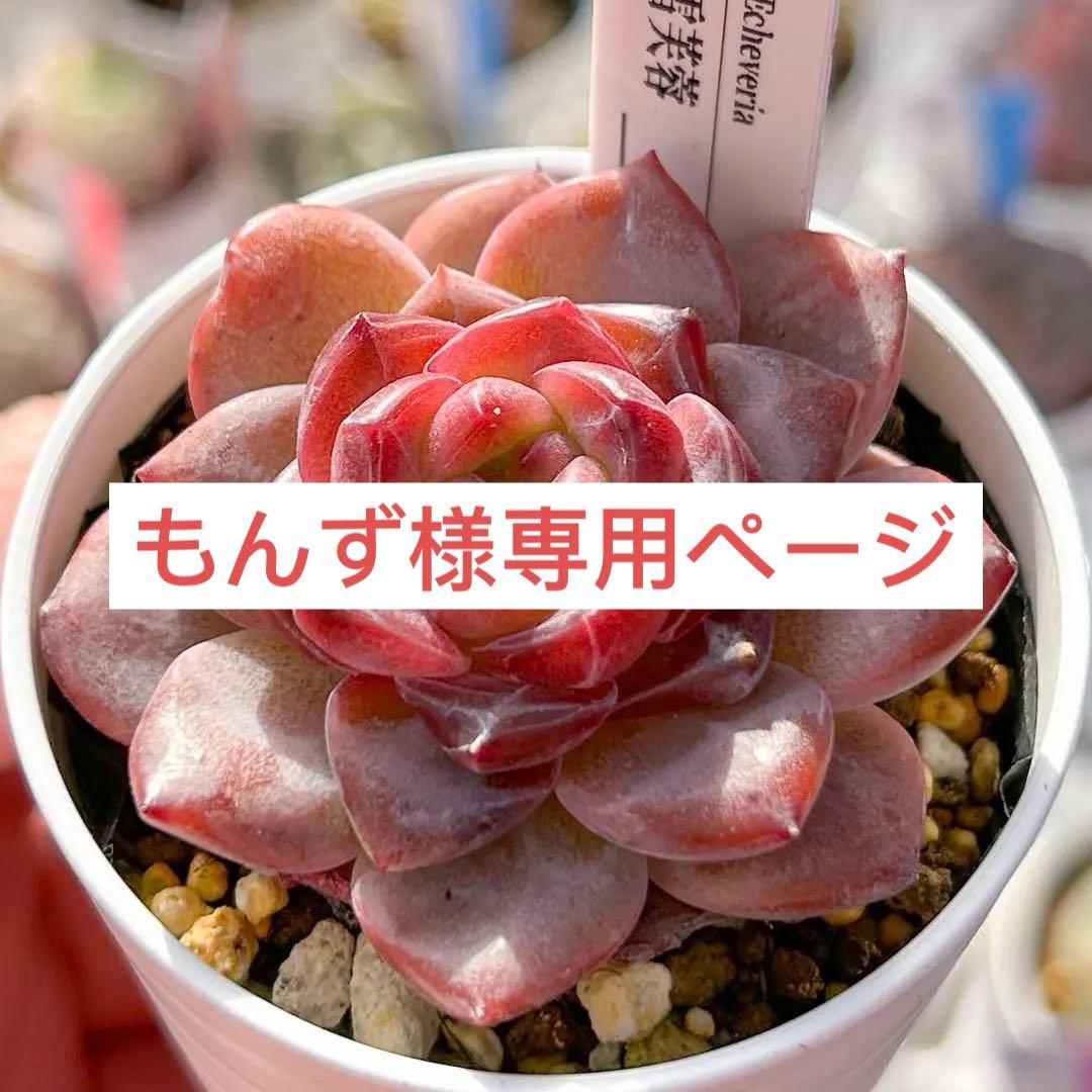 多肉植物　エケベリア　販売会　もんずページ