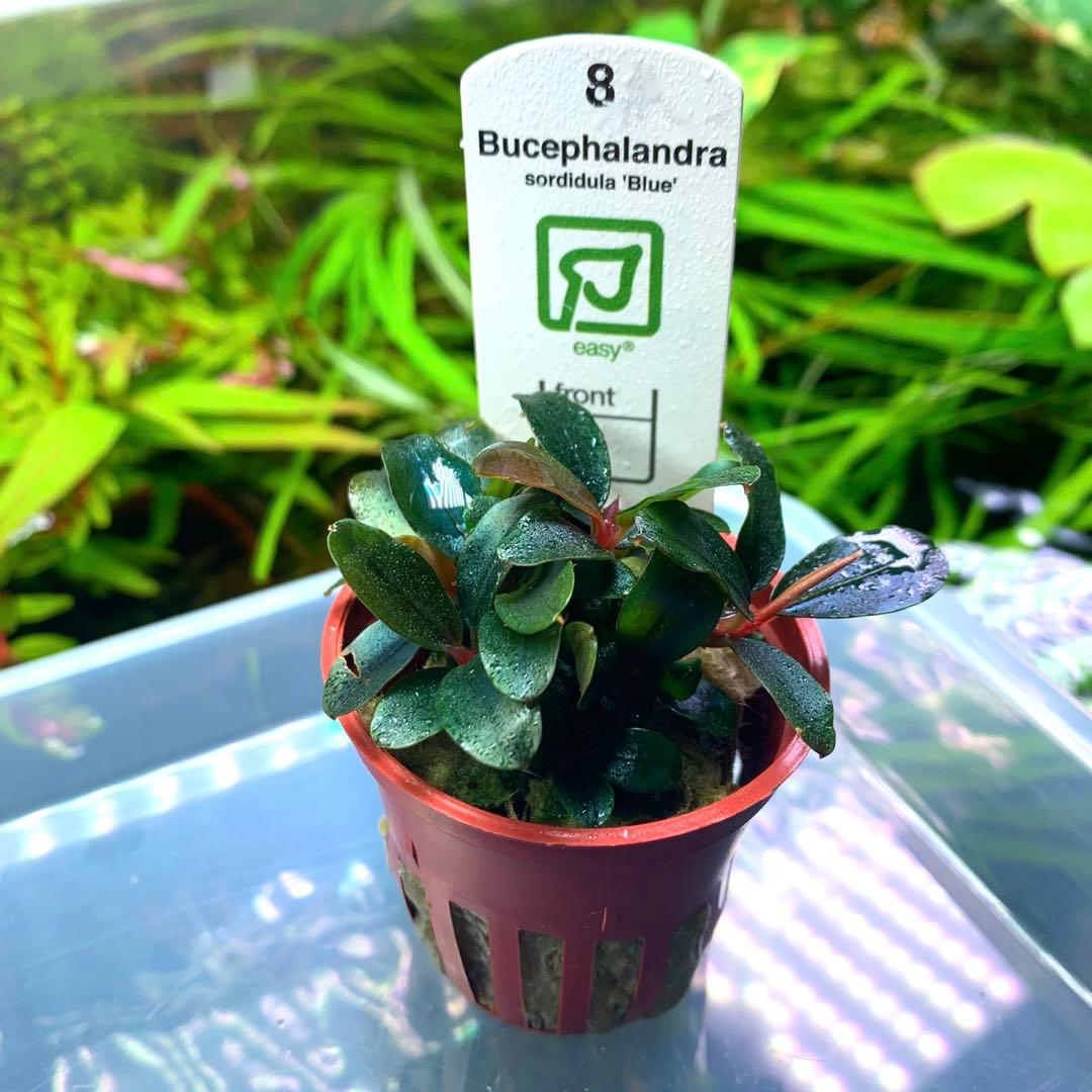 ブセファランドラ sordidula 'Blue' トロピカ社1ポット