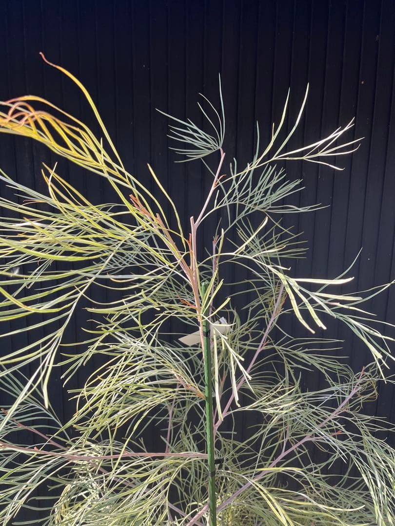 グレビレア ハニーワンダー 大株 オージープランツ