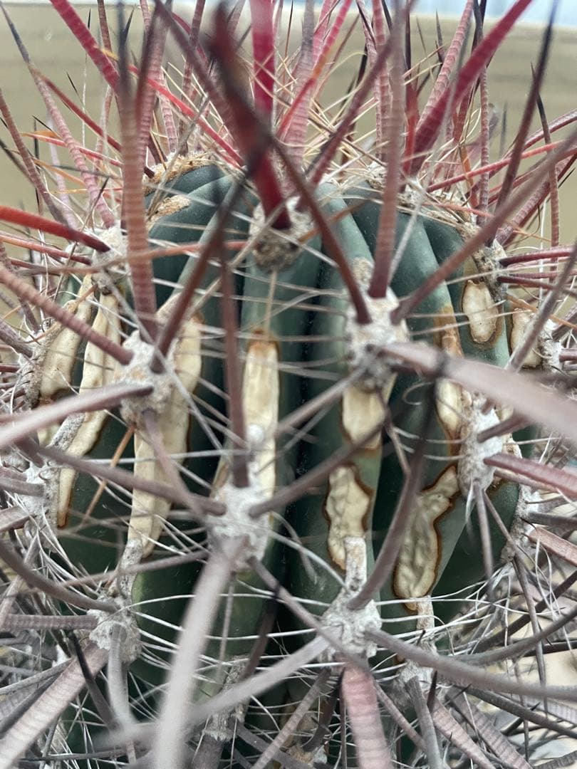 サボテン フェロカクタス 神仙玉 古株 大きめ 焼けあり