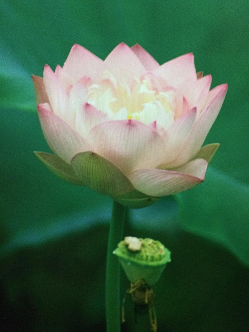 華 / 睡蓮  村山ヒデカズ オリジナルオリジナルプリント 17/3_3