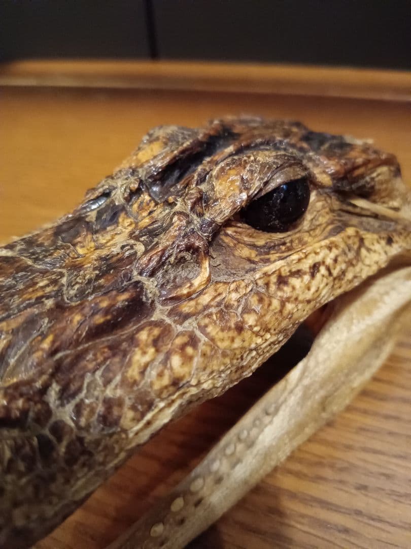 ワニ　カイマン　頭部　アリゲーター