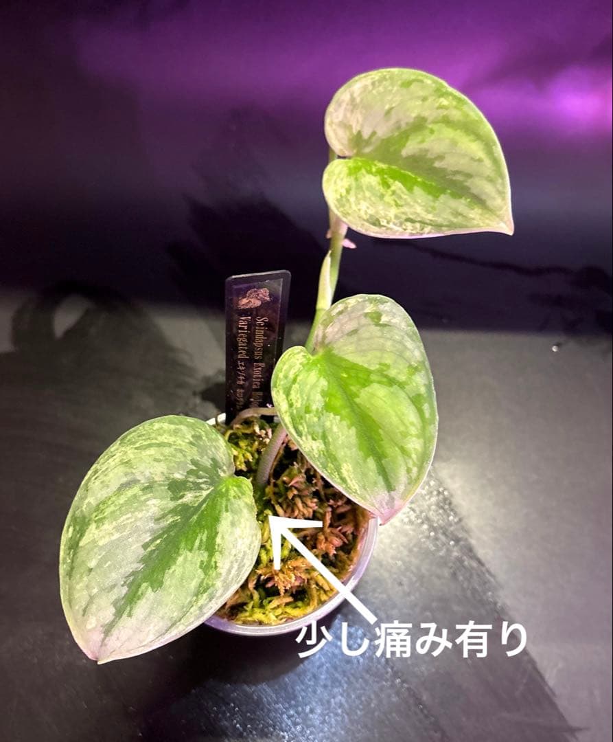 (まに商品)スキンダプサス　セット　a1