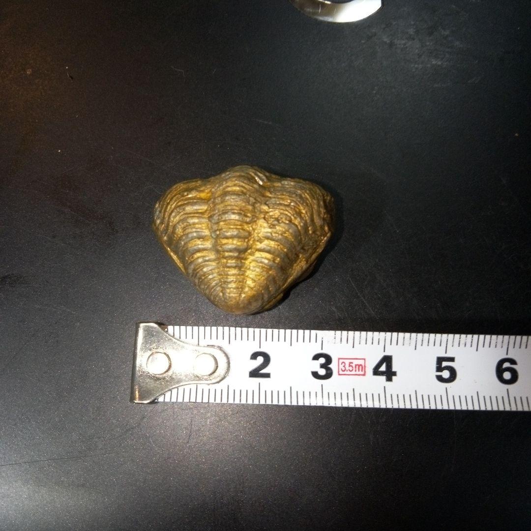三葉虫　化石　fossil　ボリビア産　レア　Fossil管理⑤