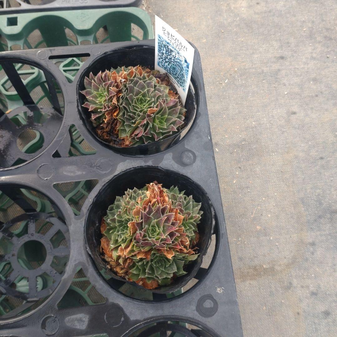 ガレージMさん専用