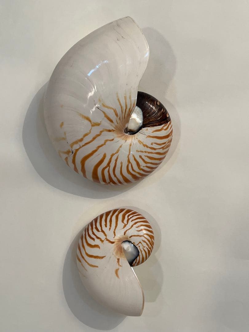 希少サイズ　完品　オウム貝の殻 大小2個セット　フタゴヤシ