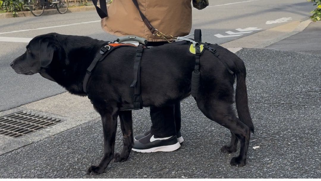 犬用介護歩行補助ハーネス　Help 'Em Up Harness