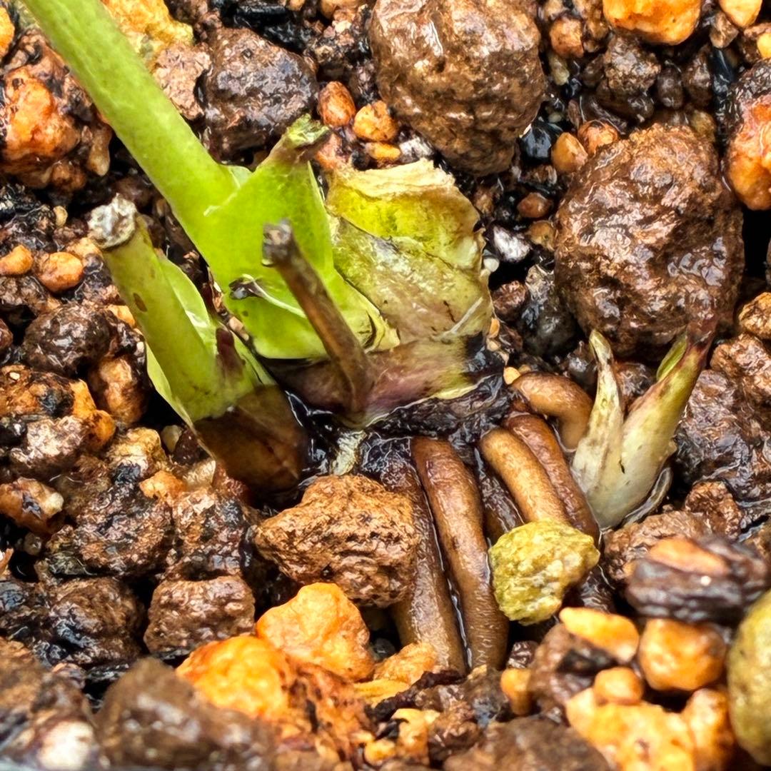 の*ん様 3431☘️花、タグ付☘️グロッシーカラー⭐️艶々⭐️艶ピコ⭐️艶セン