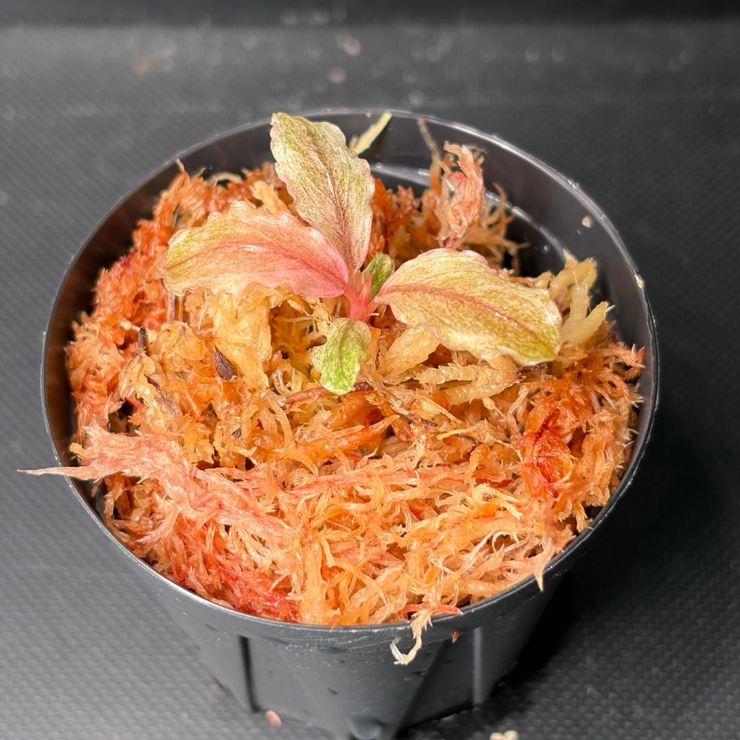 水草 Bucephalandra sp. pink variegata