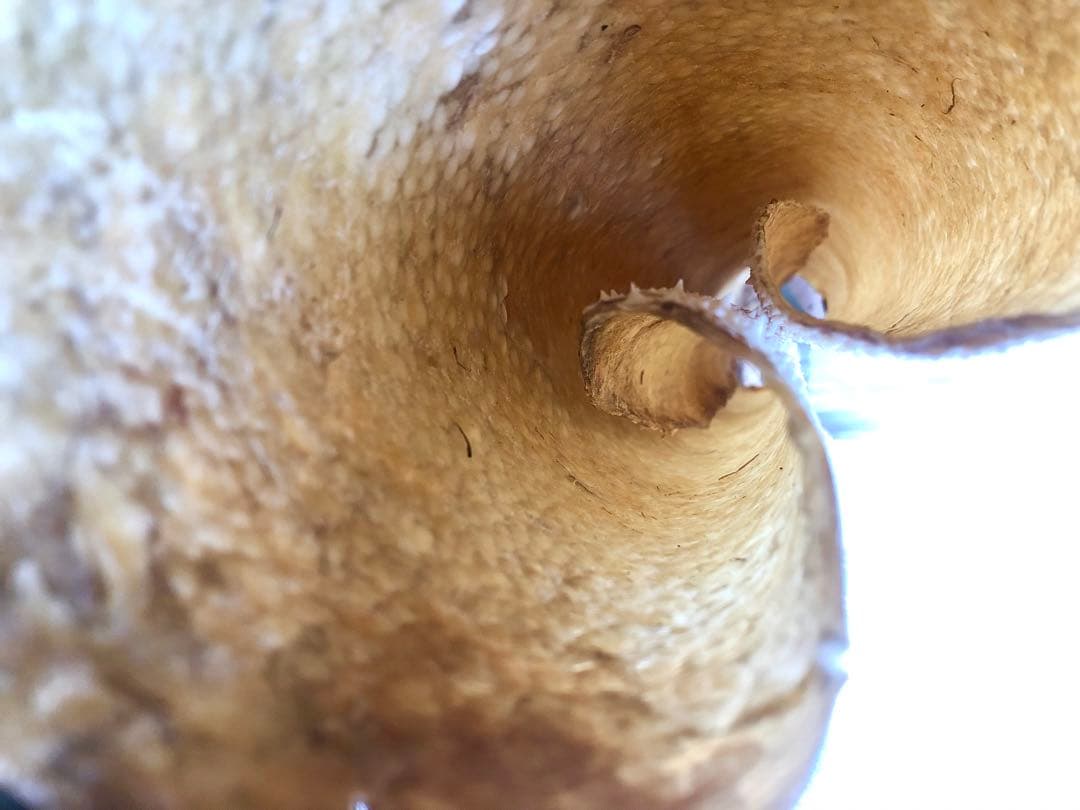 【希少】鮫皮　【梅花皮】