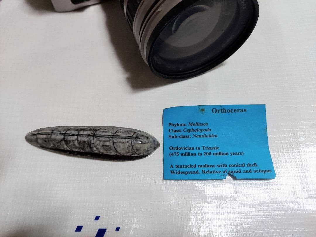 オルソセラスの化石