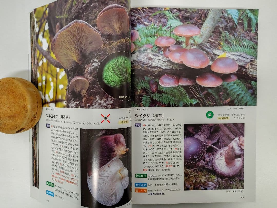 『藻岩山の森林と関わるきのこたち＆札幌近郊林のきのこ』大型本 完売本 稀覯本