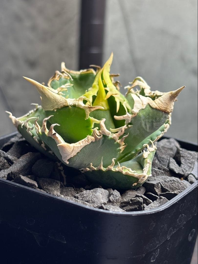 アガベ　CJ Special ホホジロタイプ　発根済⑦