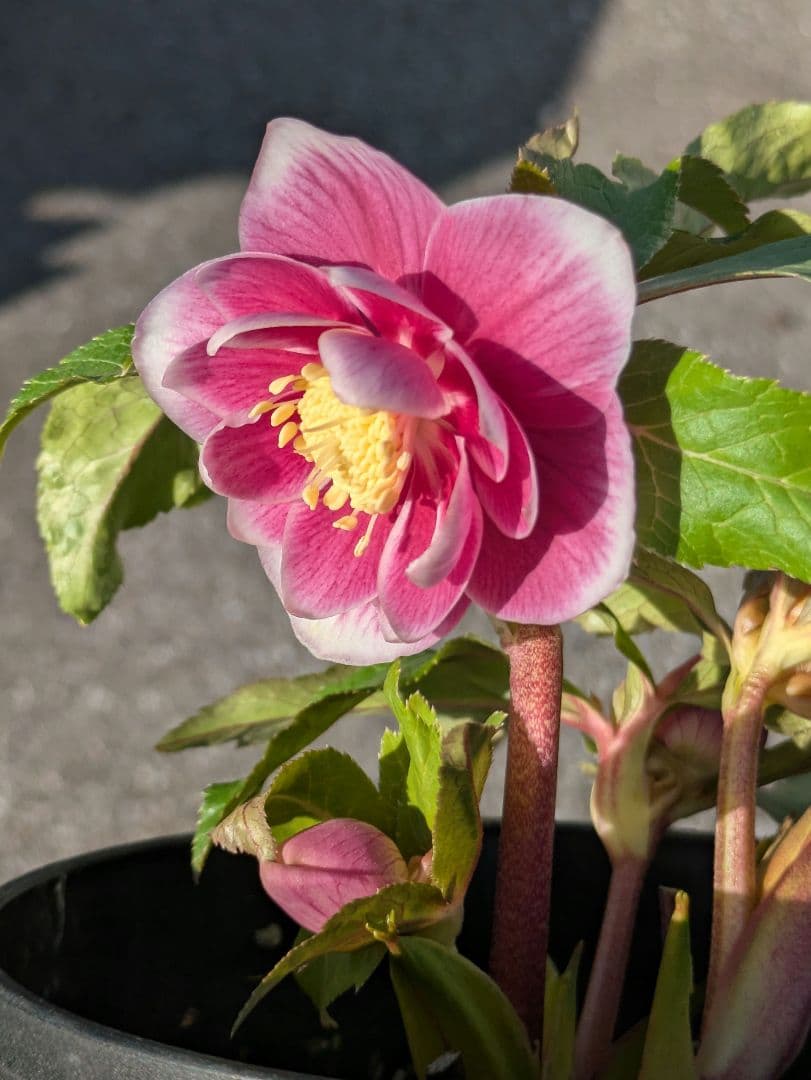 【広瀬園芸】クリスマスローズ　ソレイユ系dd整形花