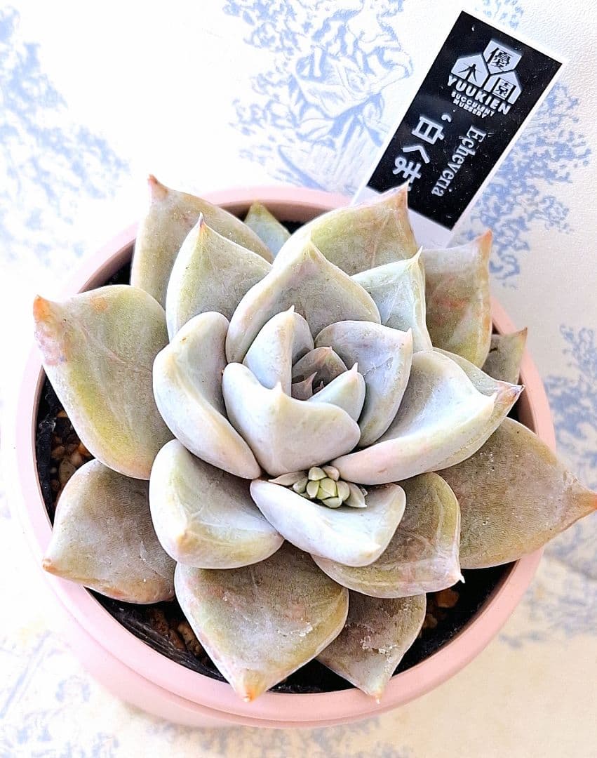 ꕤclara*様 リクエスト 6点 まとめ商品