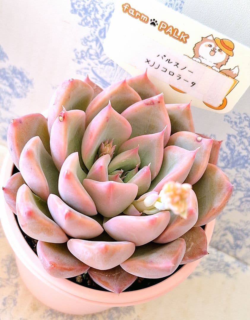 ꕤclara*様 リクエスト 6点 まとめ商品