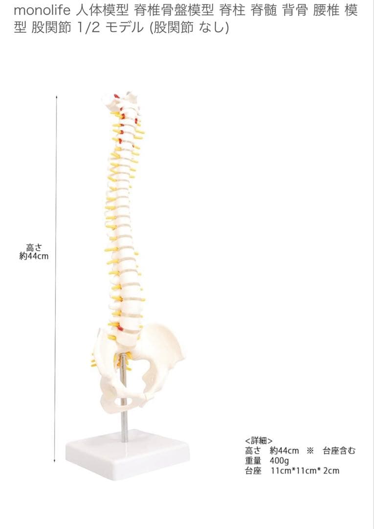 モノライフ　骨格模型4セット　脊椎　背骨
