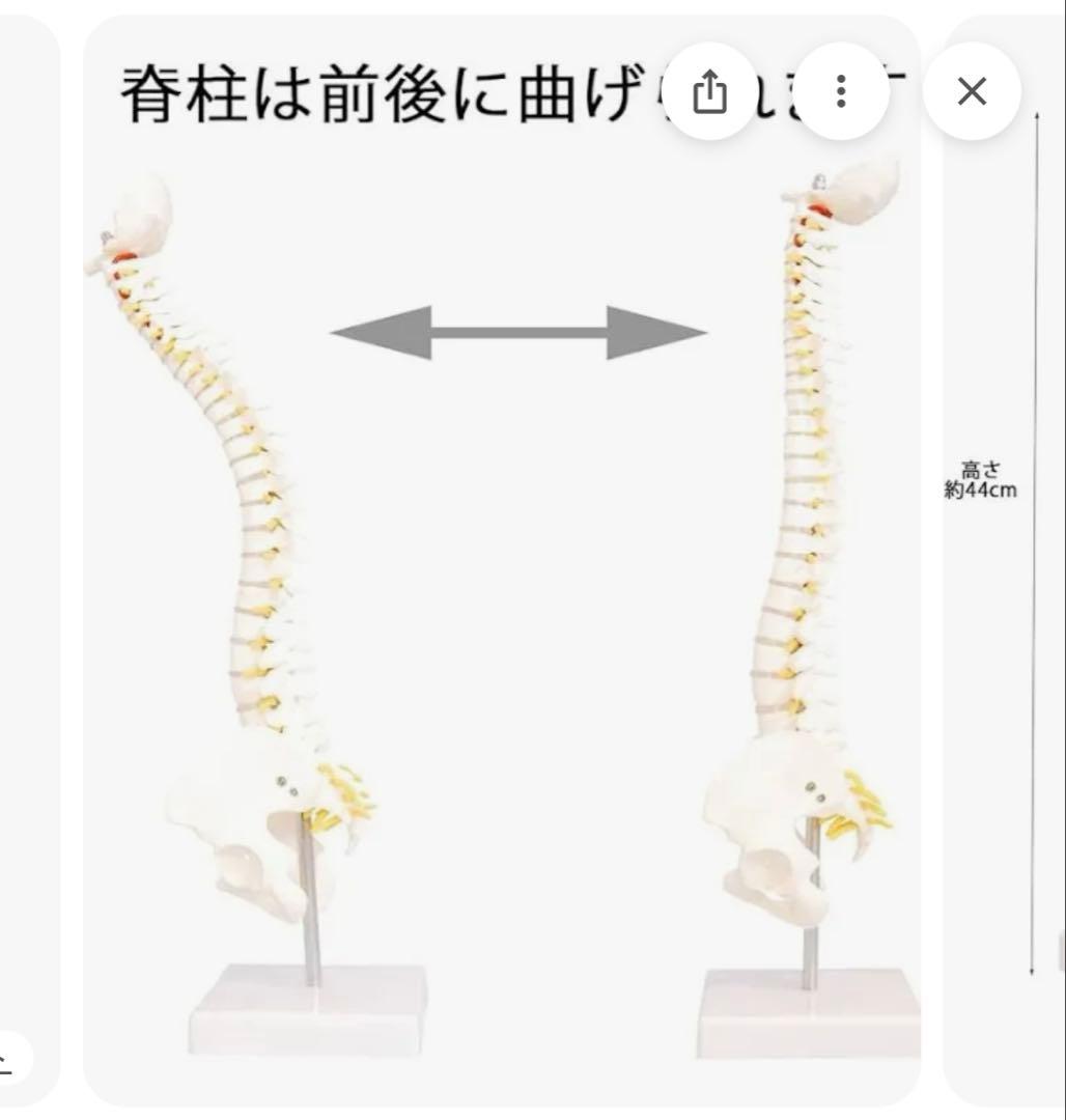 モノライフ　骨格模型4セット　脊椎　背骨