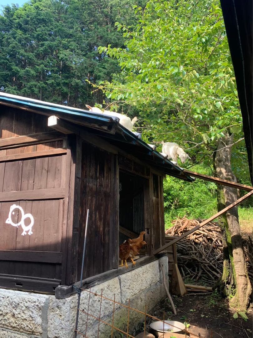 【受付用】結び卵　放し飼い有精卵　終生飼育