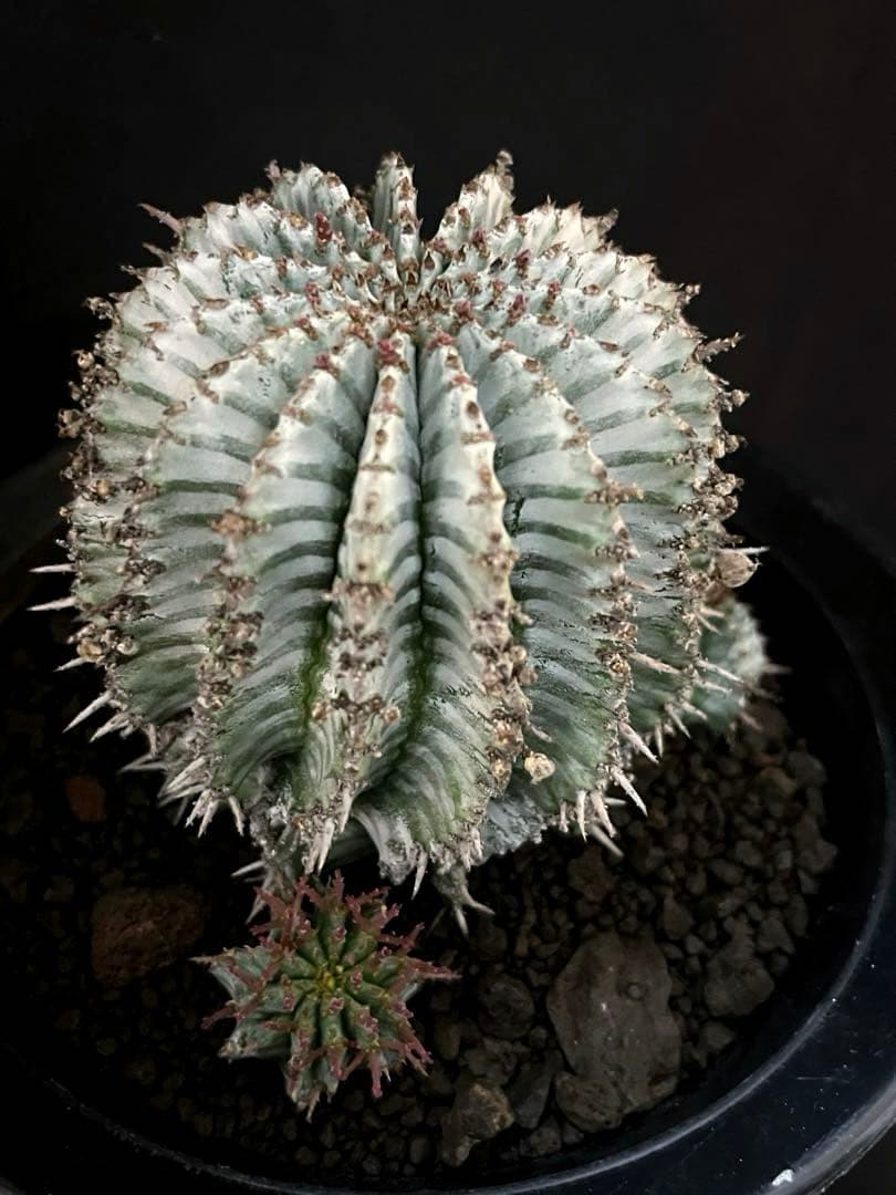 ユーフォルビアホリダ White zebra S胴太 親株 カキ子3株付き 雌株