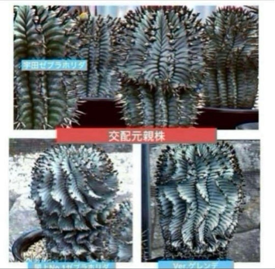 ユーフォルビアホリダ White zebra S胴太 親株 カキ子3株付き 雌株