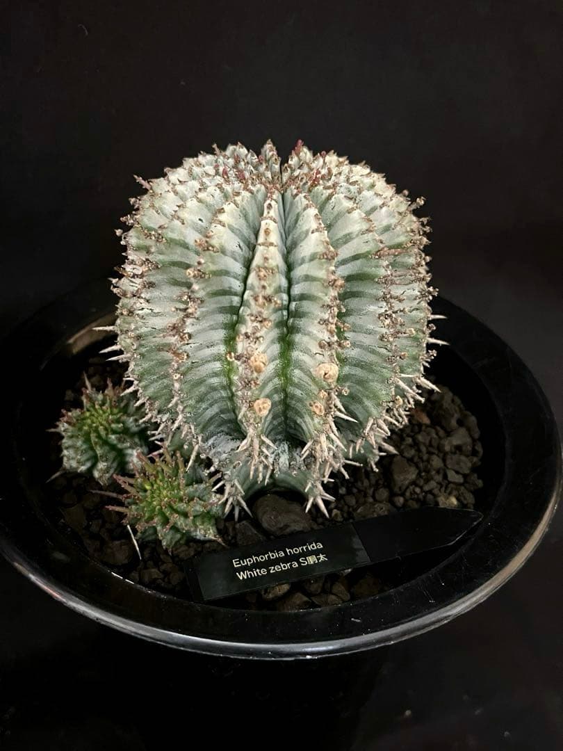 ユーフォルビアホリダ White zebra S胴太 親株 カキ子3株付き 雌株