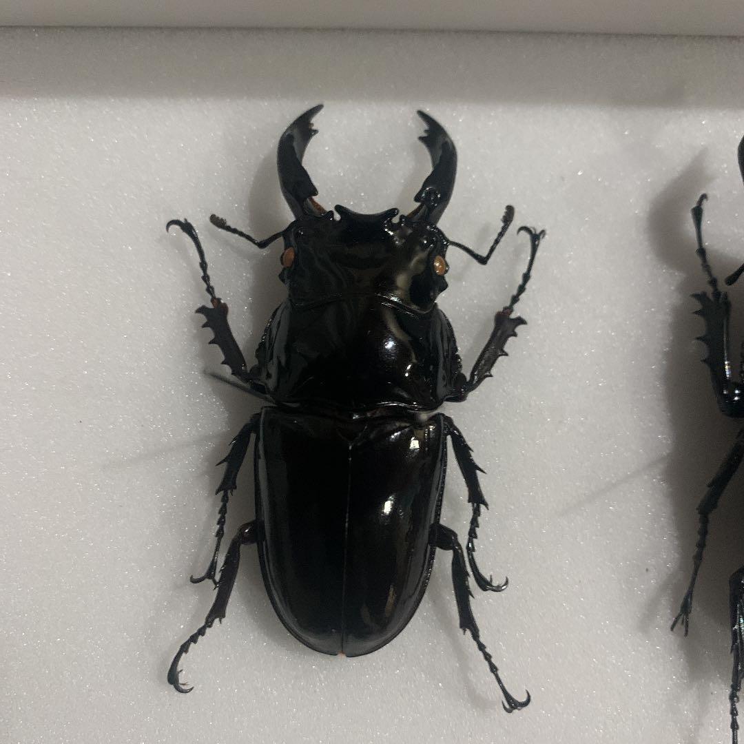 昆虫標本M.レギウス　オオツヤクワガタ雄75㍉野外品