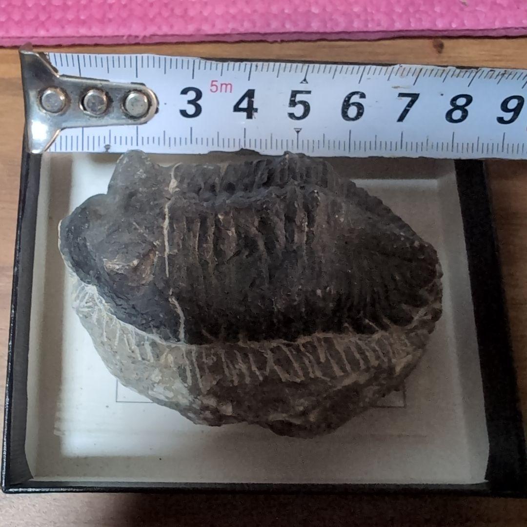 本物　デボン紀中期　三葉虫綱目　メタカンシナSP　化石　モロッコ