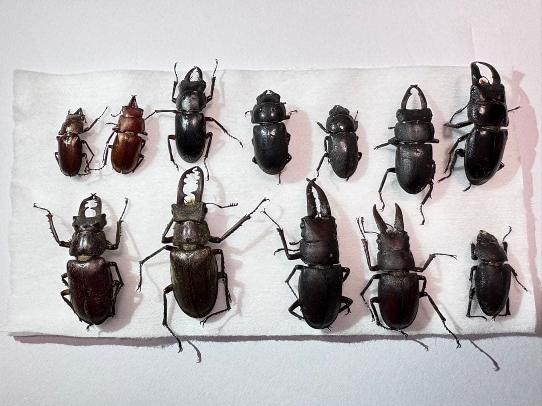 【貴重】韓国産クワガタ標本セット