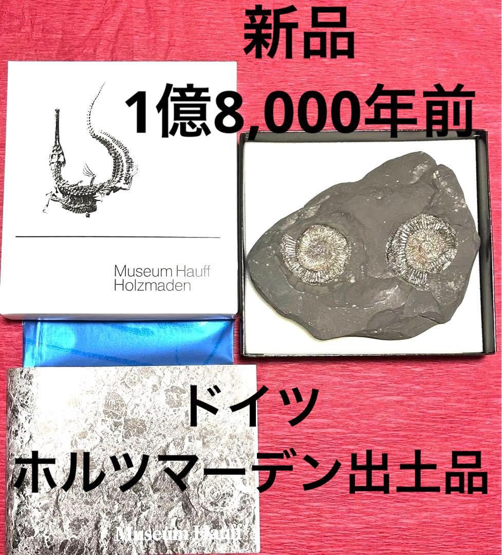 新品1億8000万年前アンモナイト化石2点　ドイツホルツマーデンハウフ化石博物館