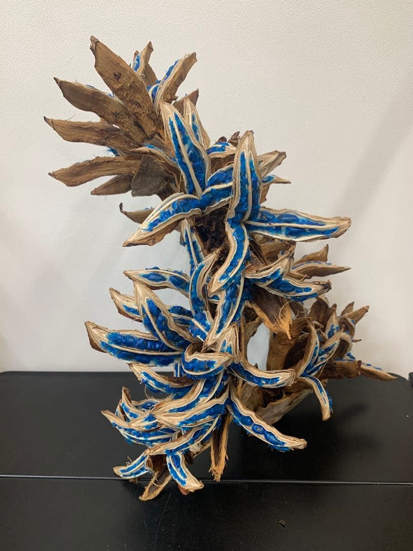 旅人の木A級品 ７節