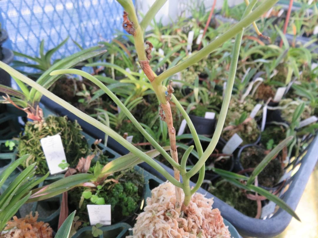 ボウラン（白翠）