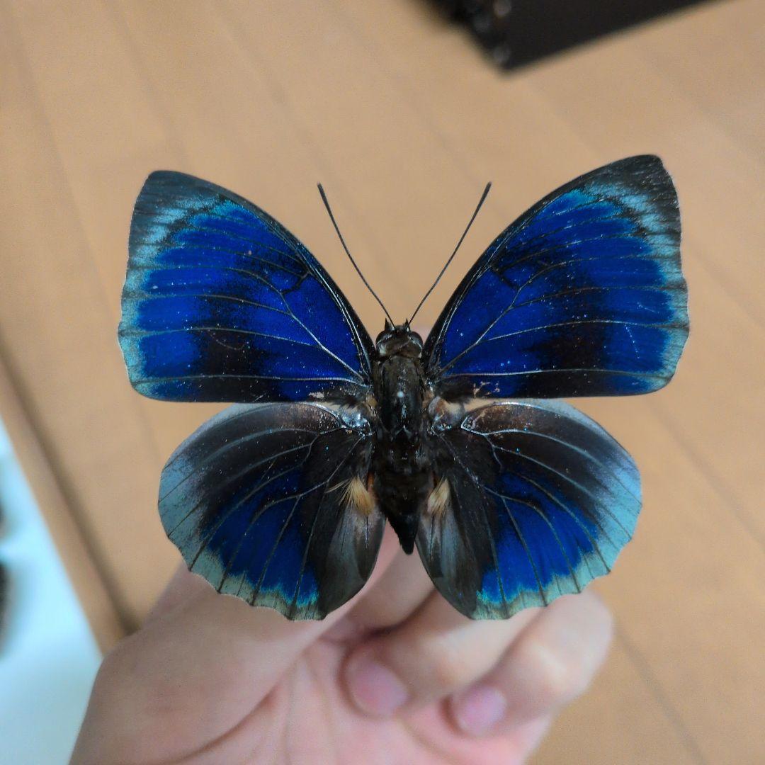 蝶標本 昆虫標本 外国産蝶標本　スチュアルティミイロタテハ　アグリアス