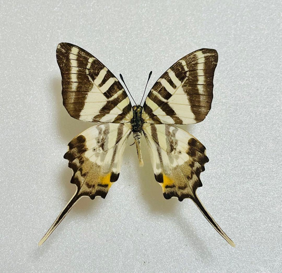 エパミノンダス（1オス・アンダマン島）