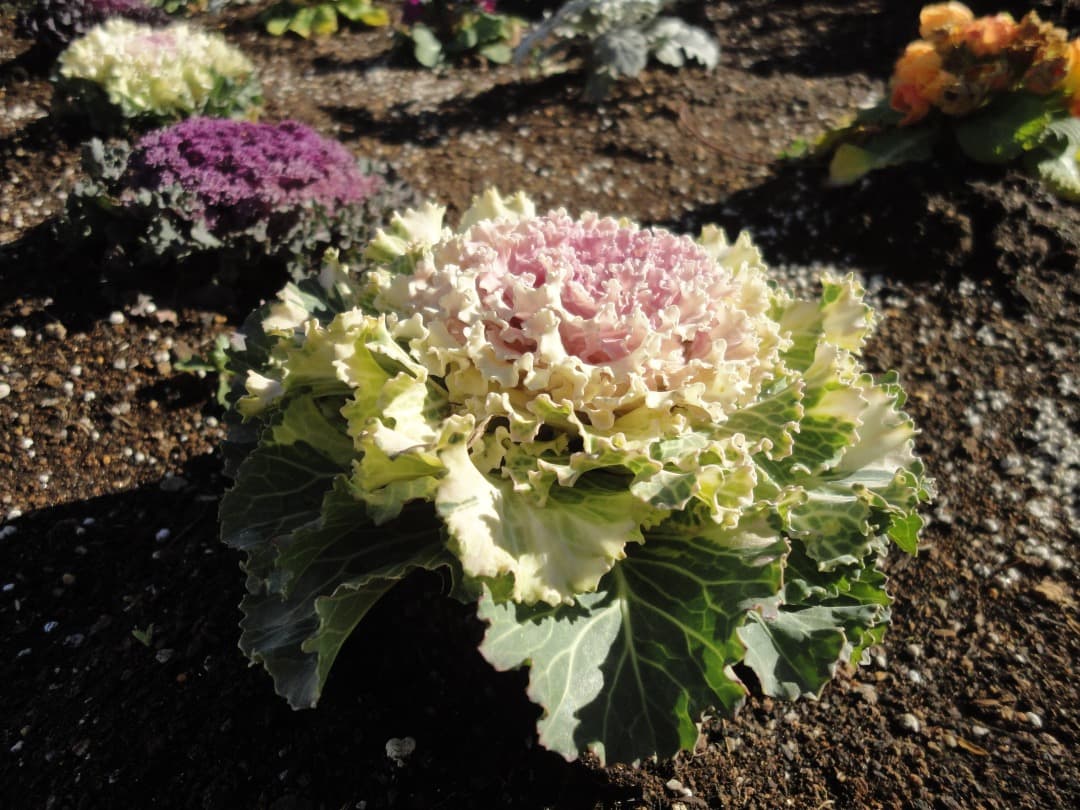 追加あり⭕️【動作確認済】 SONY CyberShot DSC-W380　ピンク