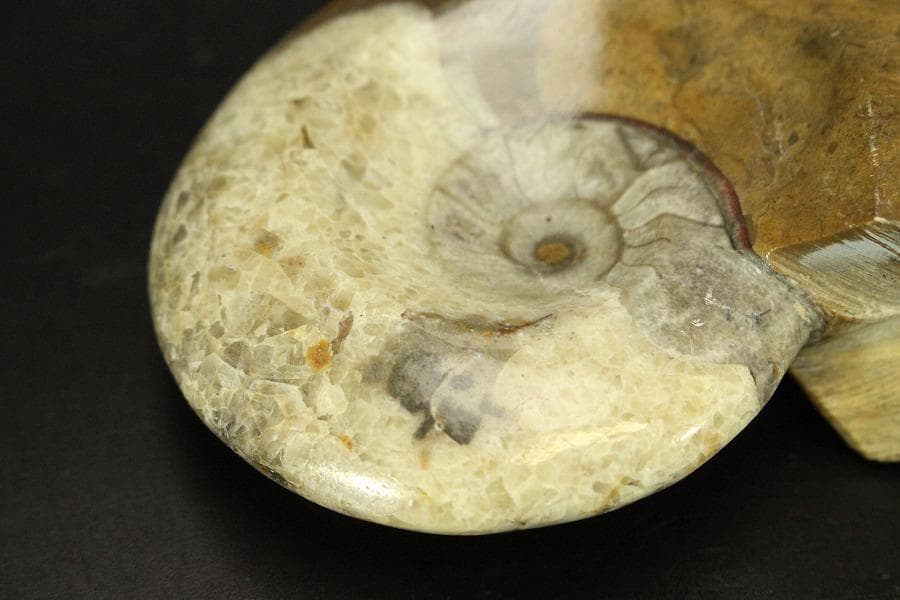 白亜紀 貝 化石 二個 ポポロスカフィテス(ZE492)