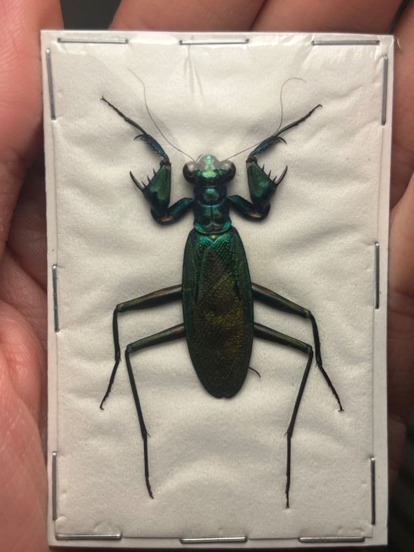 【完品標本】ケンランカマキリ スパイダーマンティスレッドローチショウジョウバエ