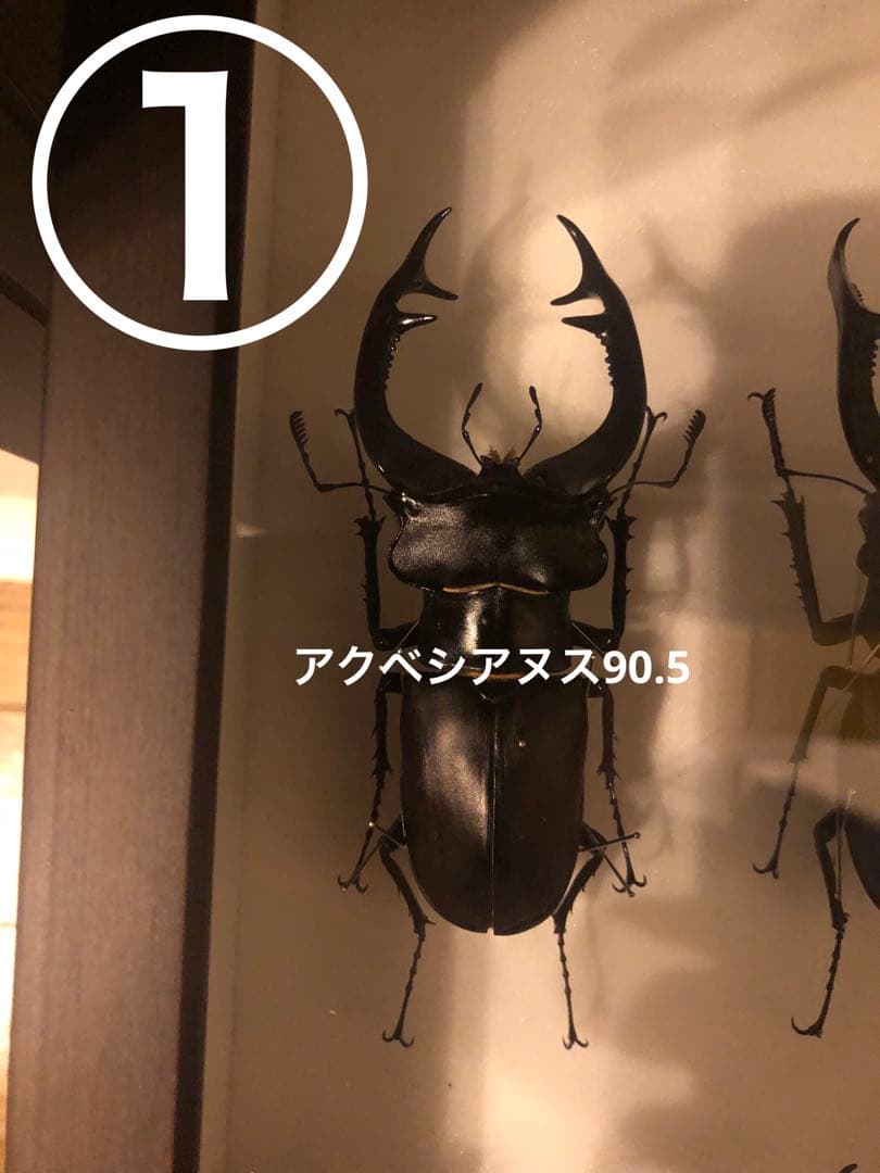 ヨーロッパミヤマ