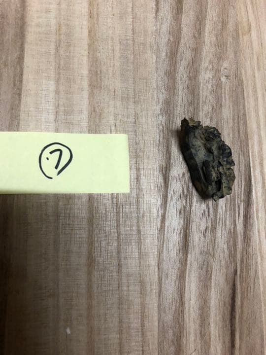 バタグルミ化石⑦