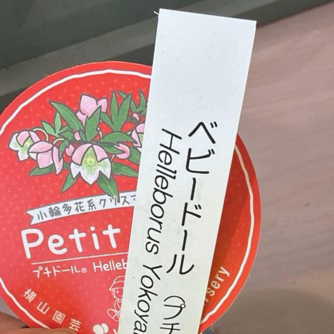 【横山園芸】クリスマスローズ ベビードール（プチドール）《1/10》ピコティ