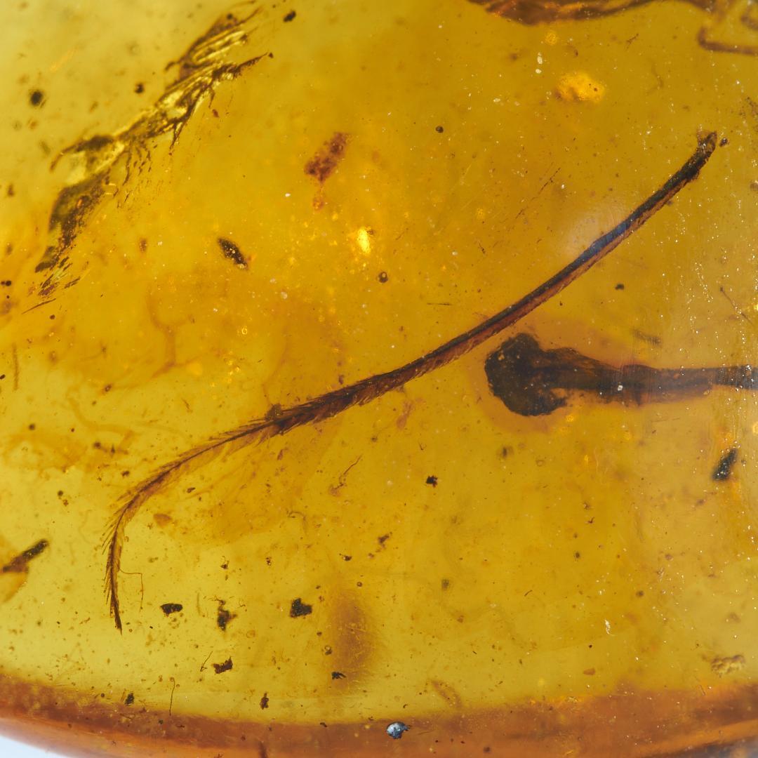 レア極上品 pa0012虫入り琥珀化石　ミャンマーカムティかタナイ9900万年前